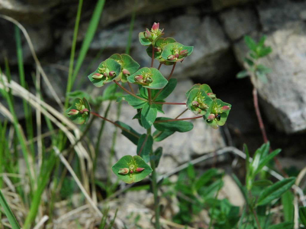 Euphorbia variabilis / Euforbia insubrica